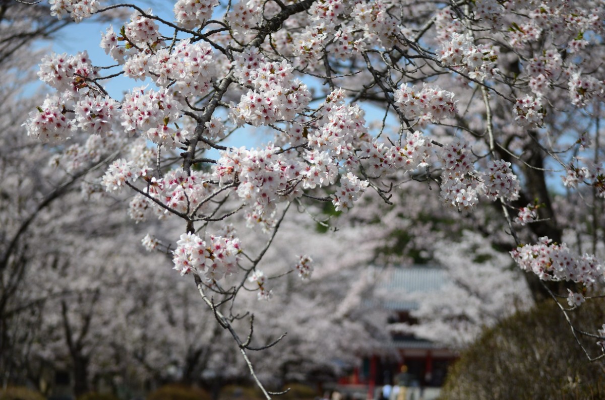 【朝食付】蓼科湖前で食べるベーカリー／パンケーキの朝食プラン - 9