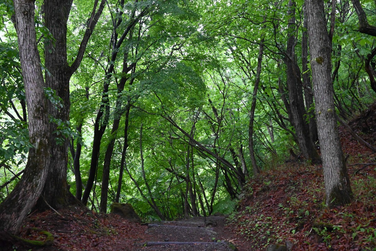 苔と原生林の森を歩く蓼科大滝トレッキングツアー - 4