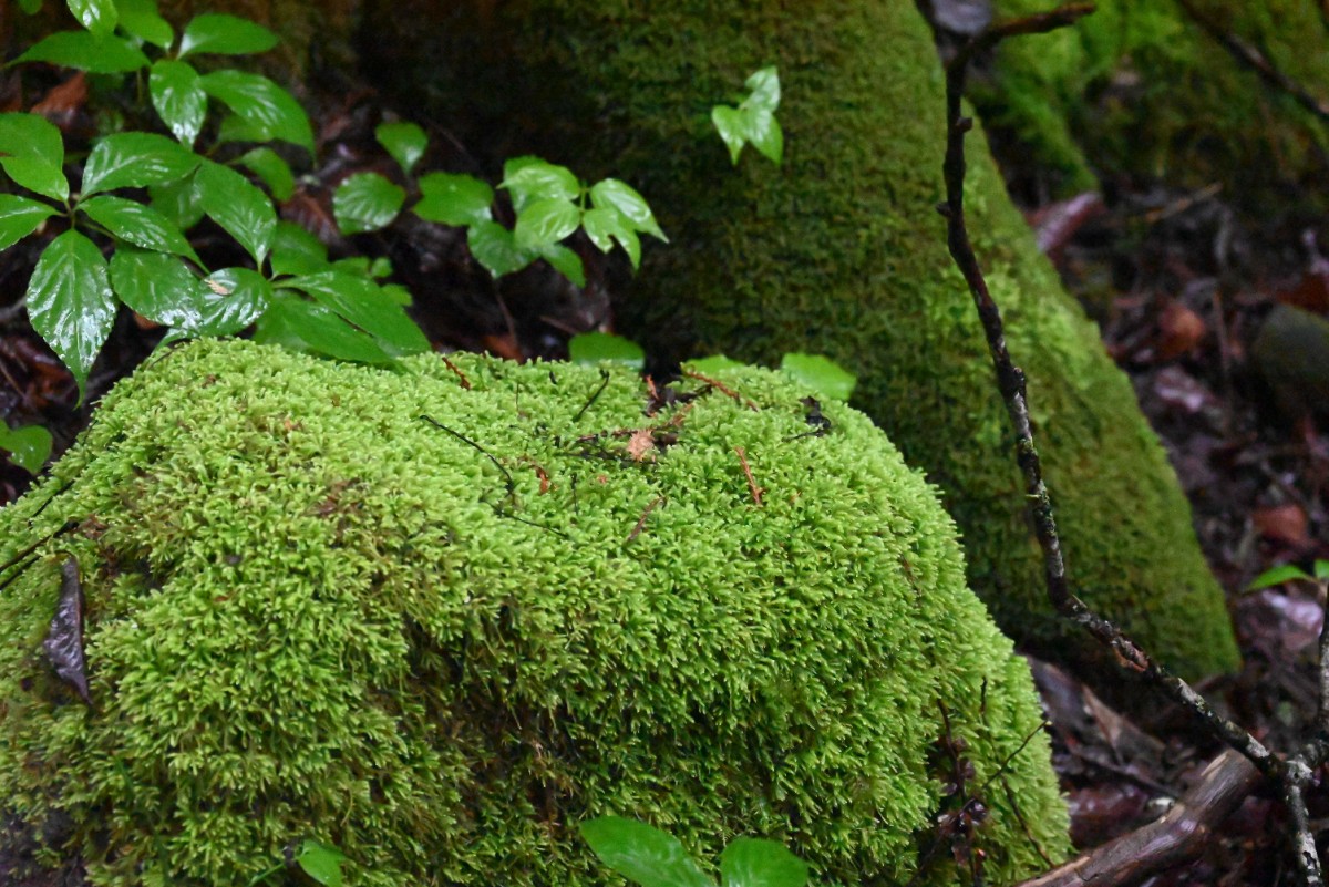 苔と原生林の森を歩く蓼科大滝トレッキングツアー - 5