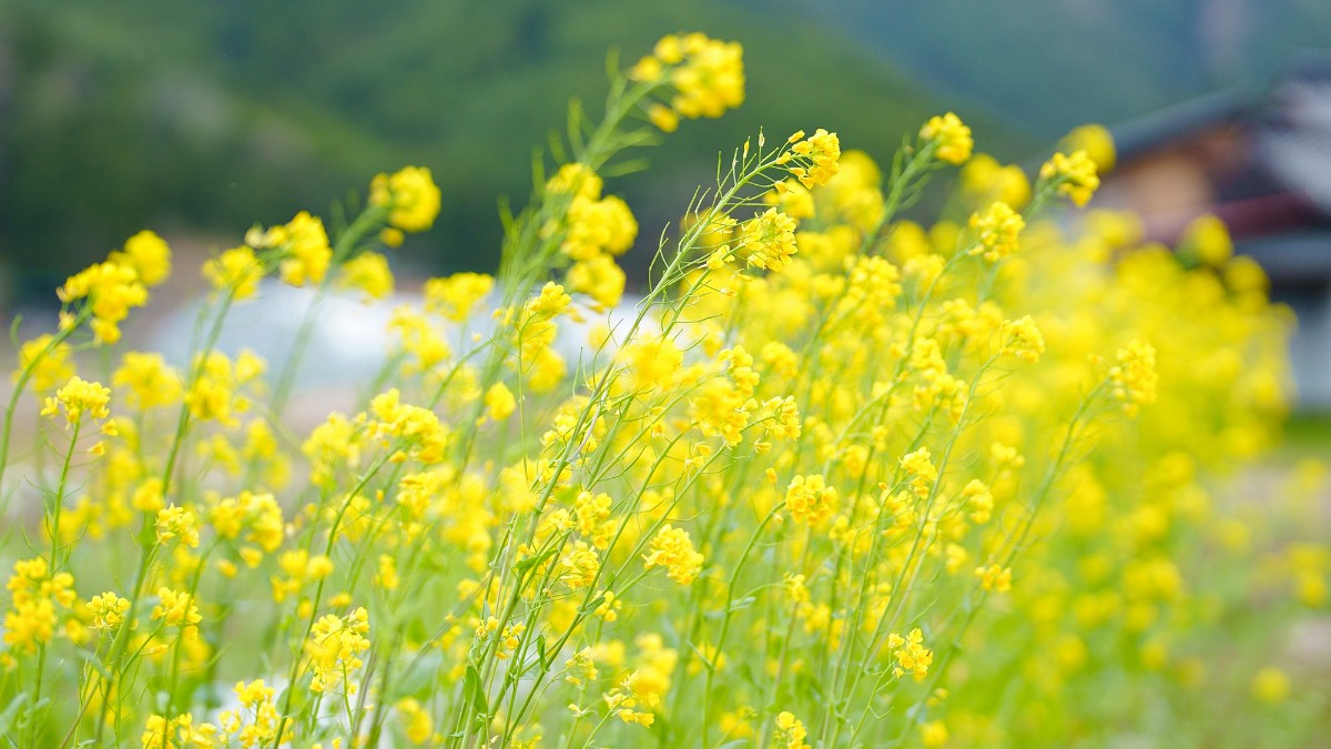 Landform workshop cottage Keihoku - 21