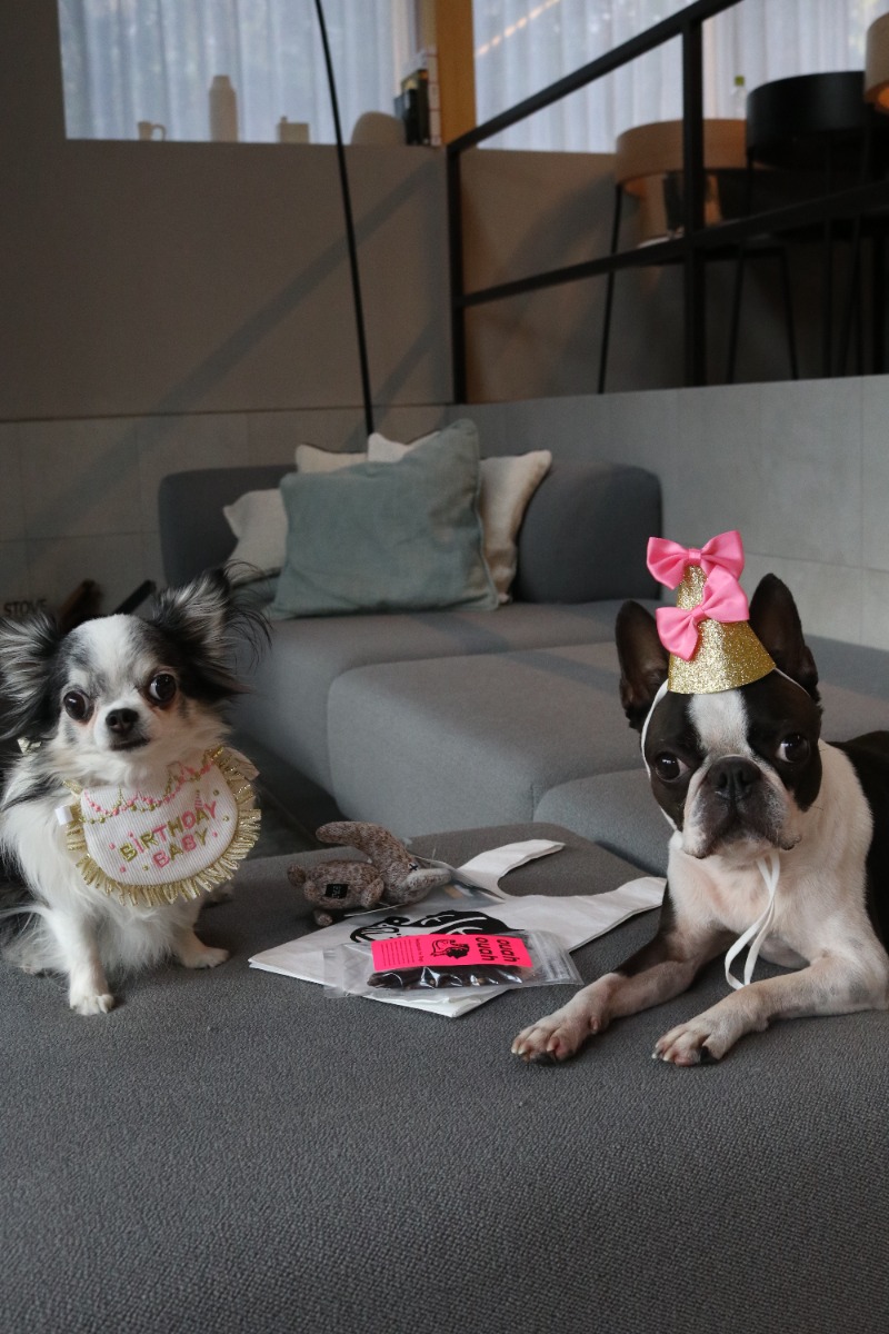 開業記念【おやつギフトバッグ】愛犬のための記念日 - 2