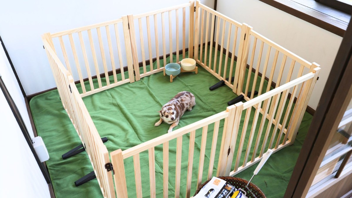 【ペット可モニター|1泊2食】愛犬と一緒に愉しむBBQプラン - 4
