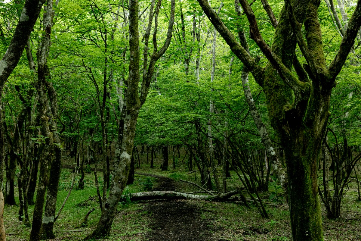 Vegetarian House Jamoo(菜食の宿ジャムー） - 13