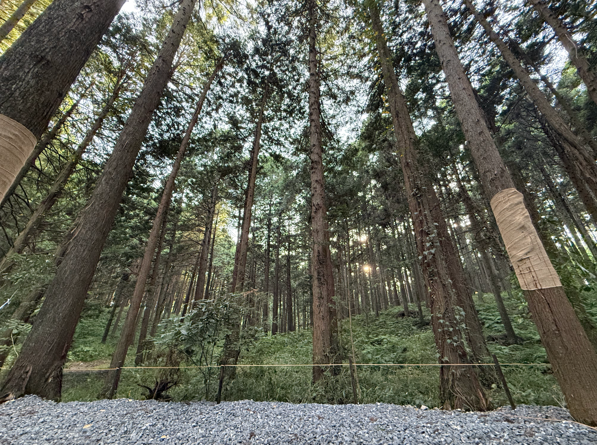 デイキャンプ【ソロ/デュオ フォレストビューサイト】 - 2