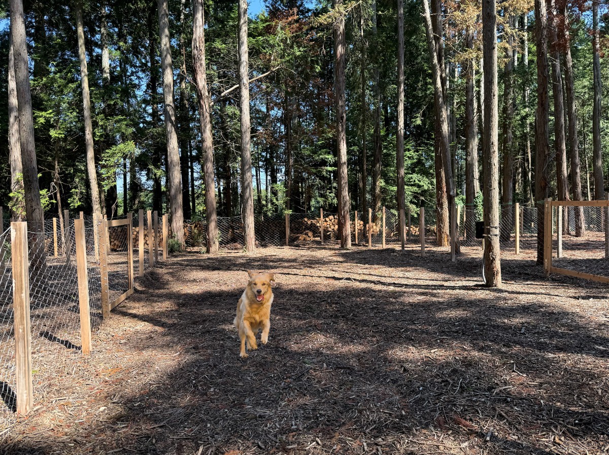 【平日/日曜限定】愛犬と楽しむドッグラン+ドリンクセット