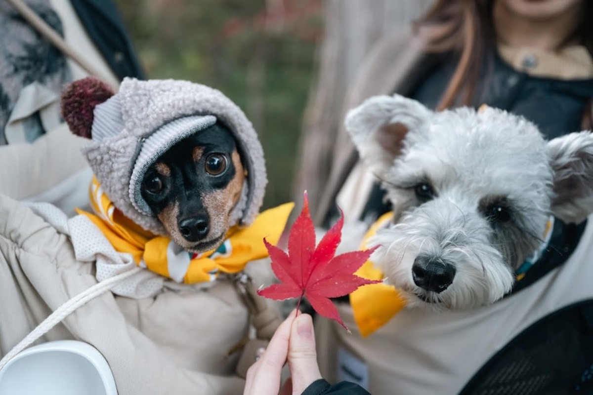 こんぴら狗記念御朱印手帖作り＋バンダナセット - 2