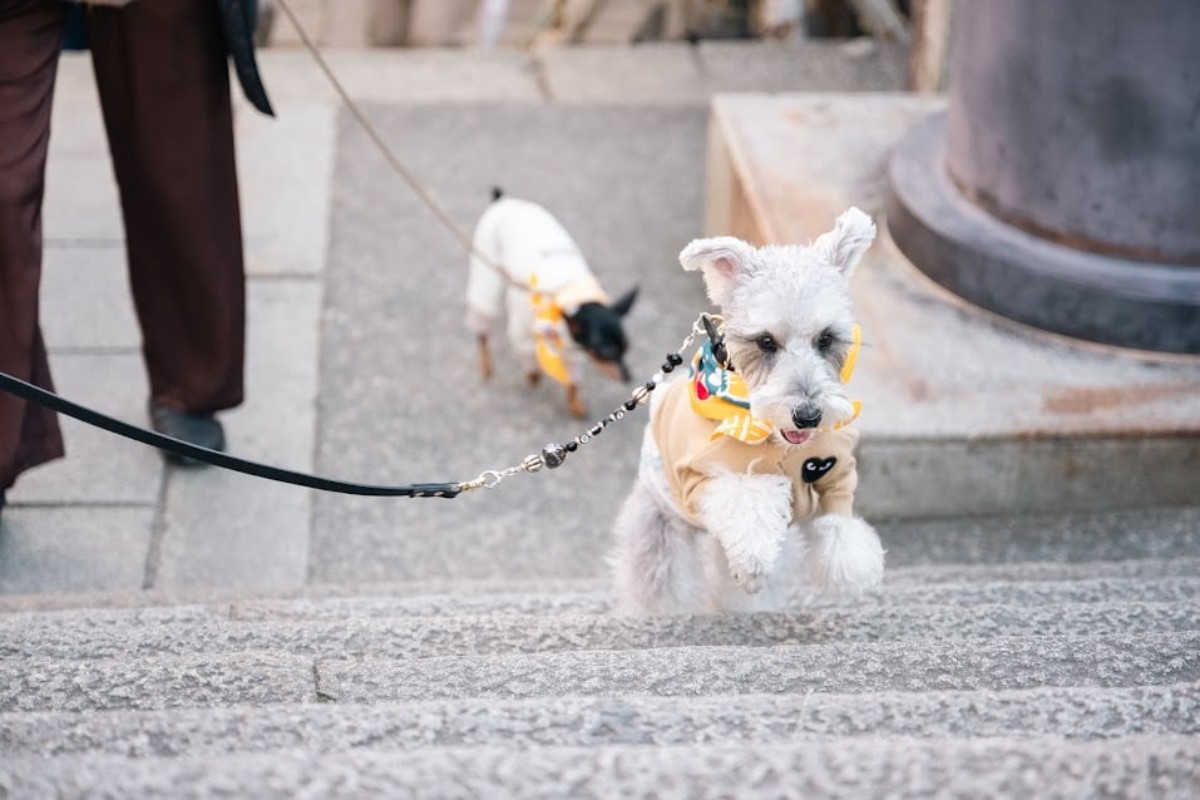 こんぴら狗記念御朱印手帖作り＋バンダナセット - 3