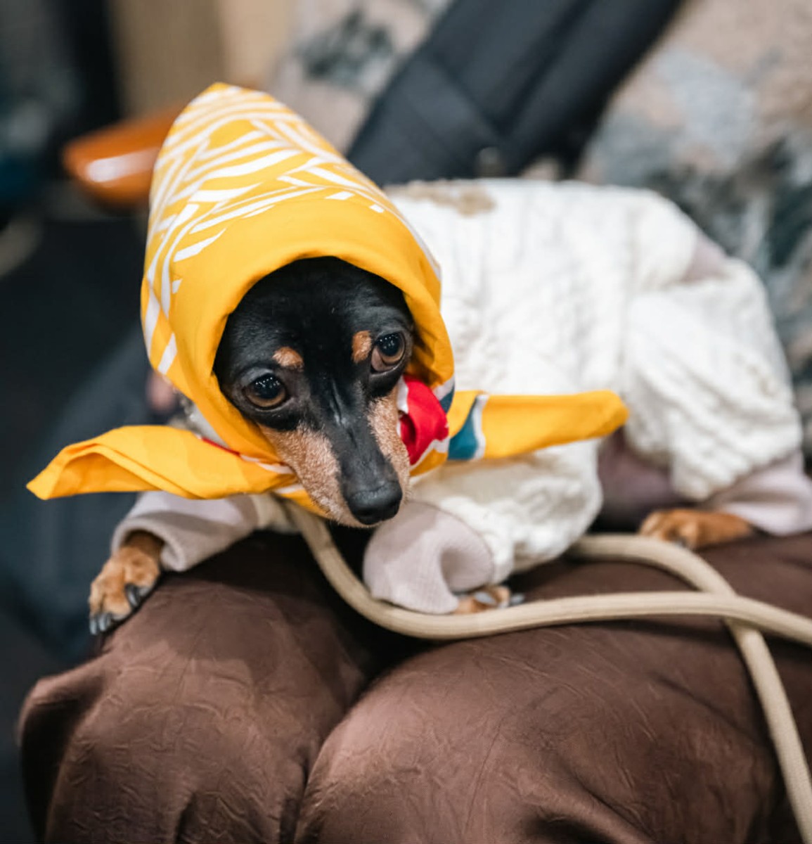 こんぴら狗記念御朱印手帖作り＋バンダナセット - 5