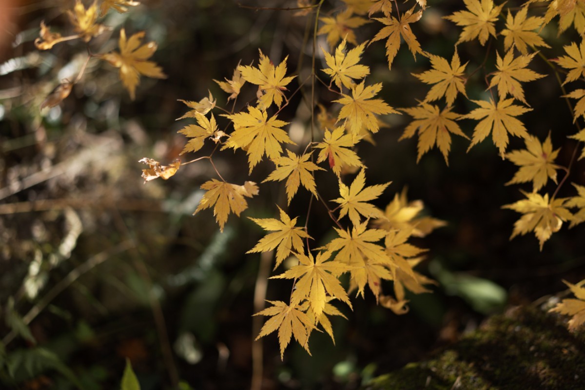 緑に包まれた一棟貸宿 - SUI - - 17