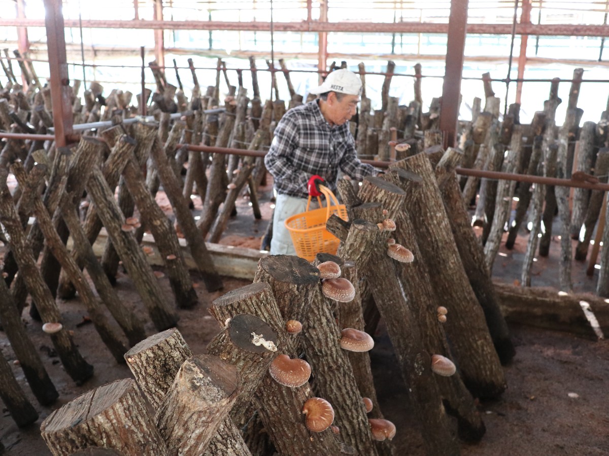 春の椎茸狩り - 2