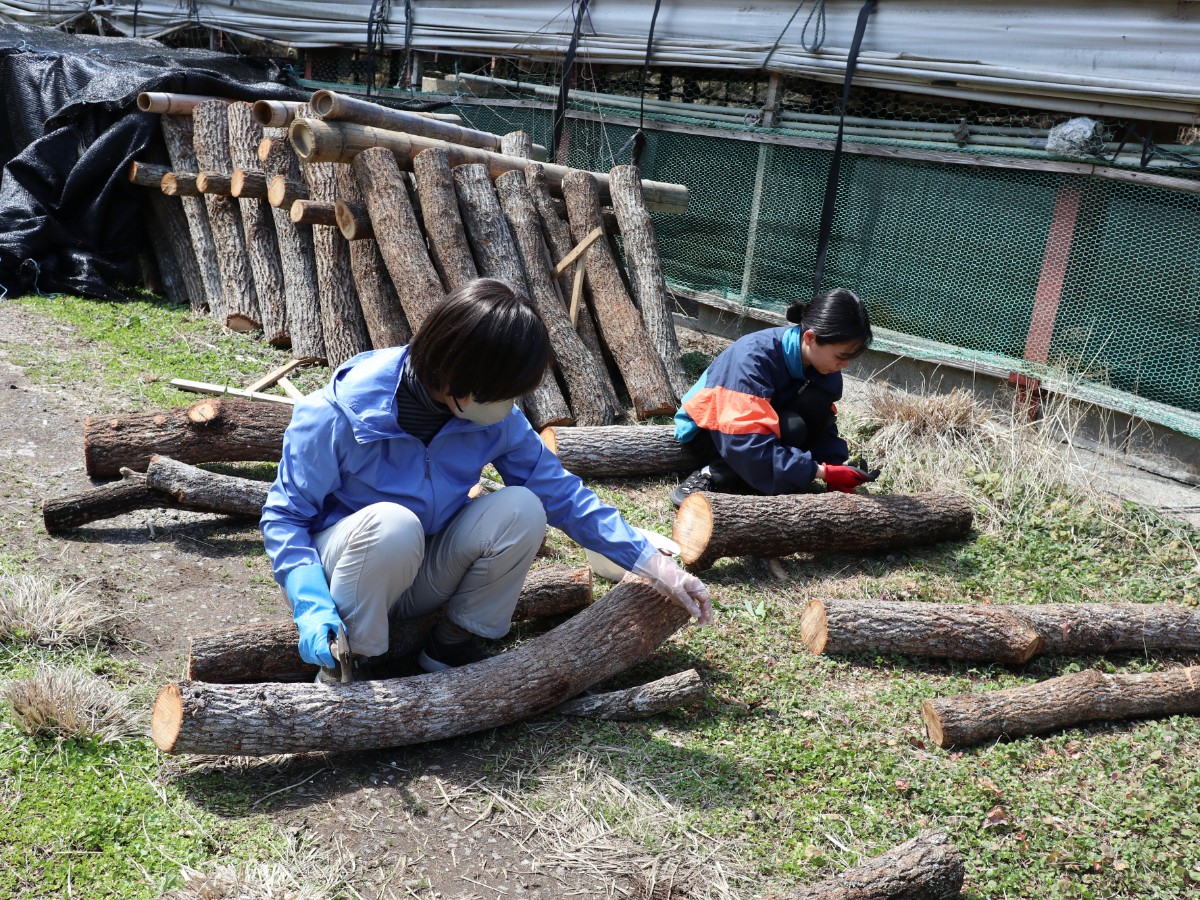 春の椎茸狩り - 3