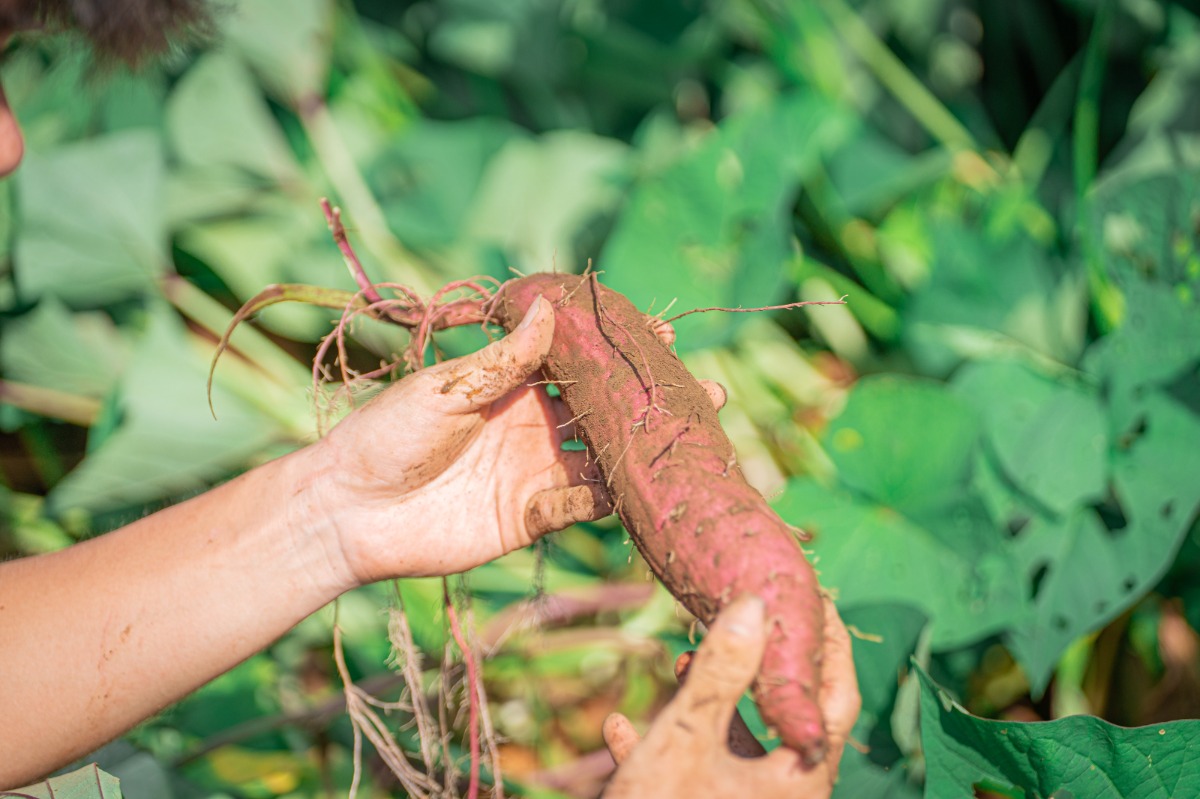 HANABI / ABURATA BASE - 4