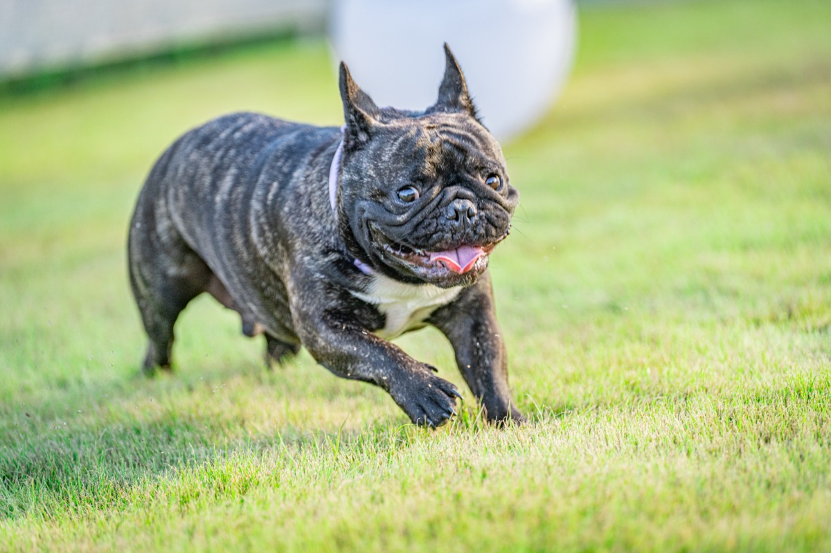 HANABI / ABURATA BASE - 7