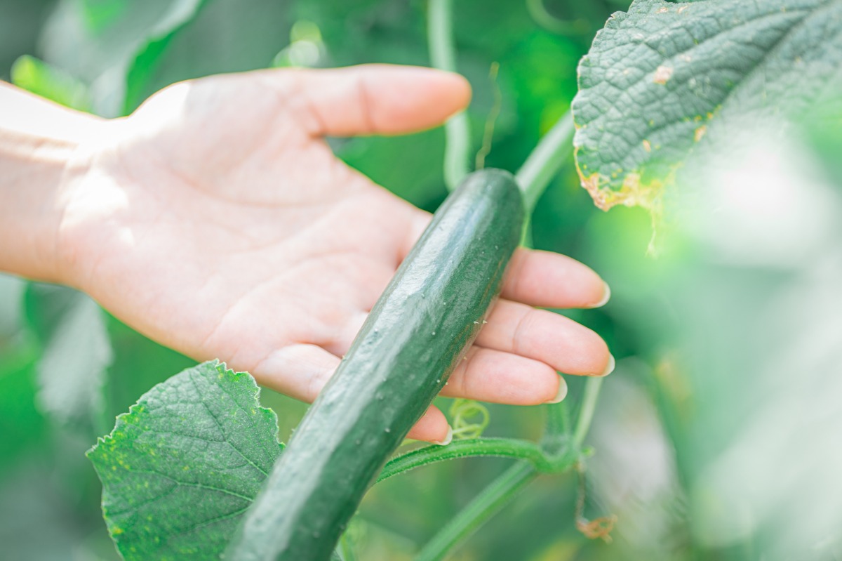 HANABI棟 素泊まりプラン - 77