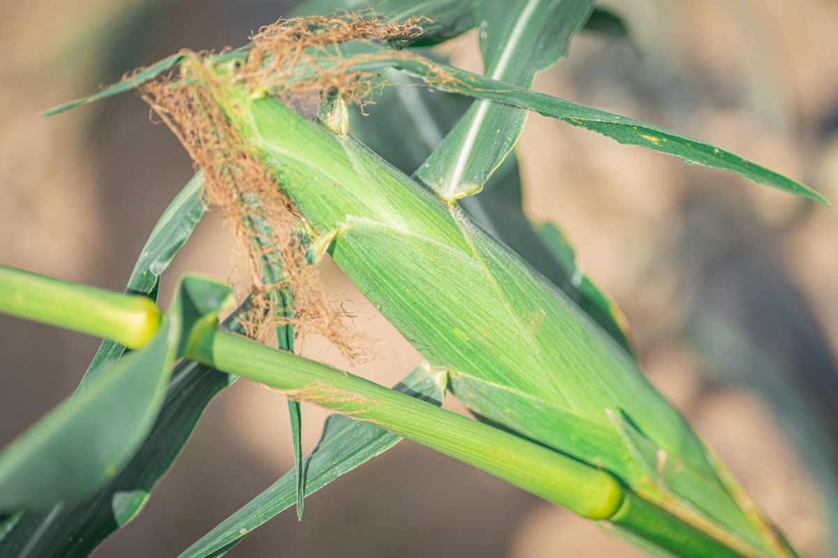 HANABI棟 素泊まりプラン - 78