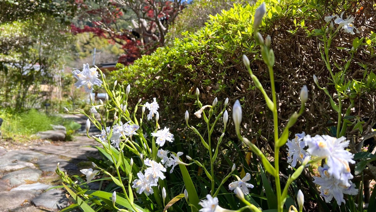 宿 にしむら - 52