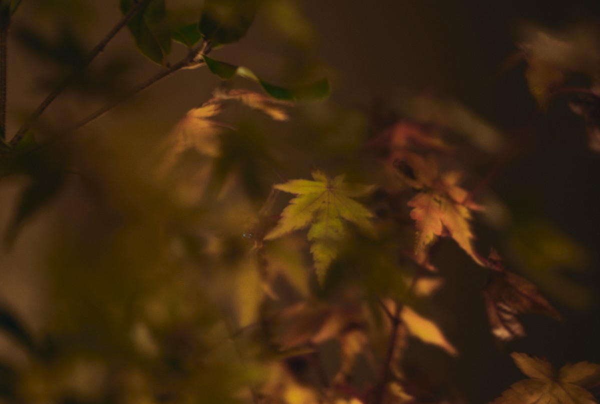 キャンセル不可割引プラン - 5