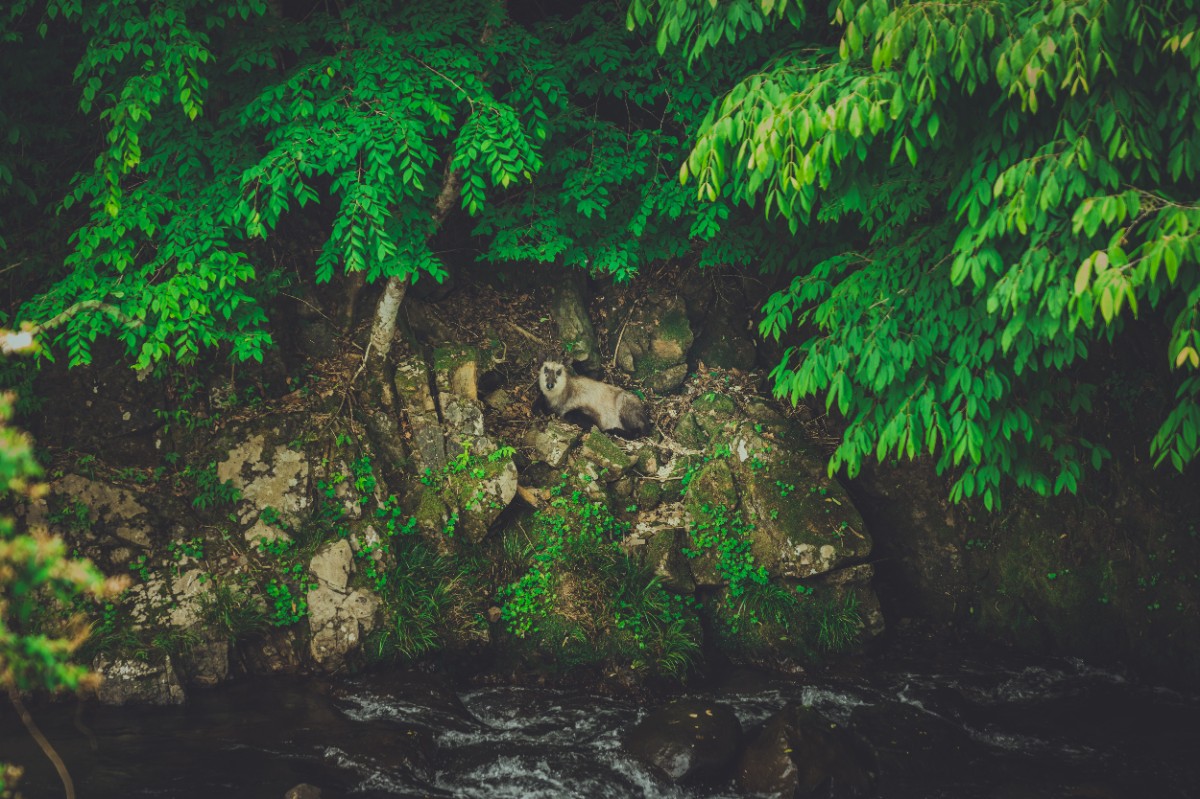 【公式】一棟貸しsauna&villa Higenos（ヒゲノス）