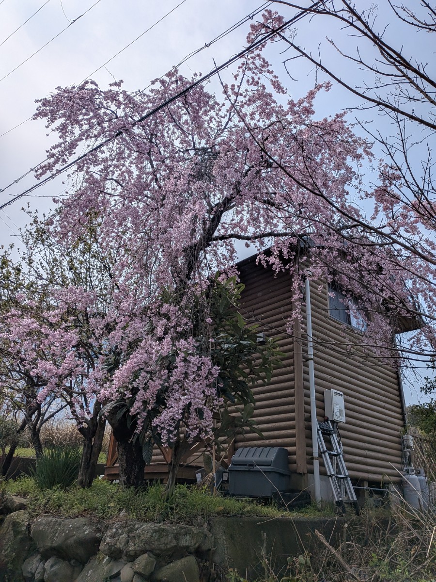 遊泊淡路島　ログハウス　1棟貸 - 26