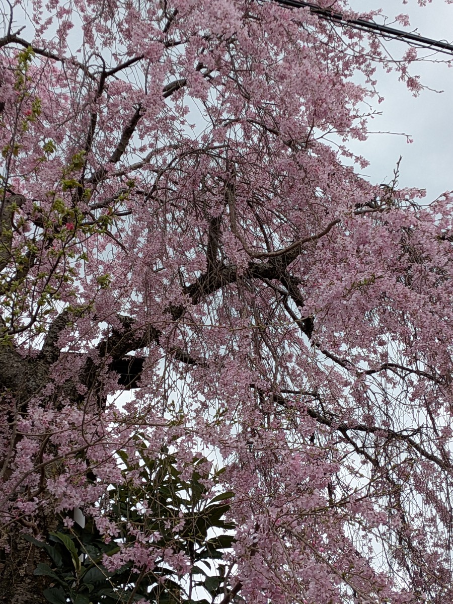 遊泊淡路島　ログハウス　1棟貸 - 27