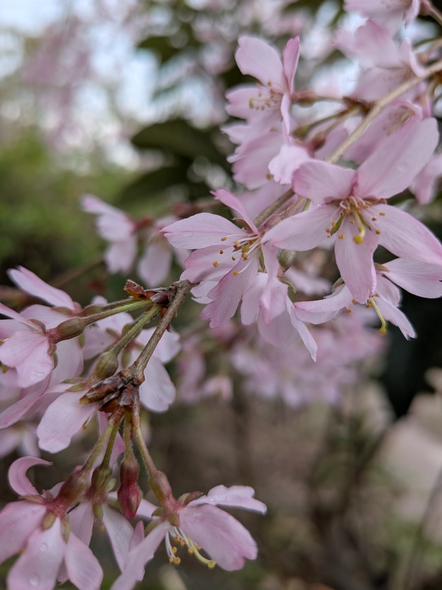 遊泊淡路島　ログハウス　1棟貸 - 28