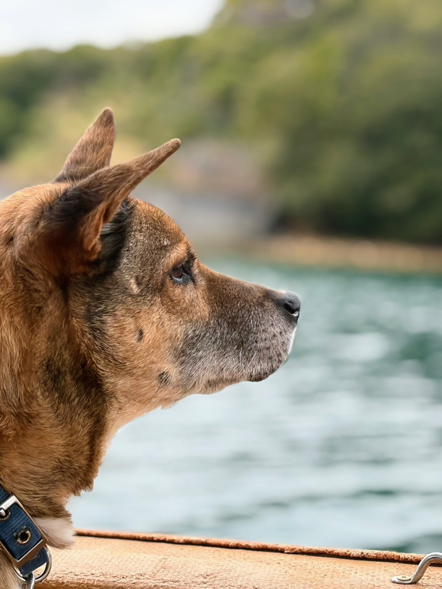 子どもの城キャンプ