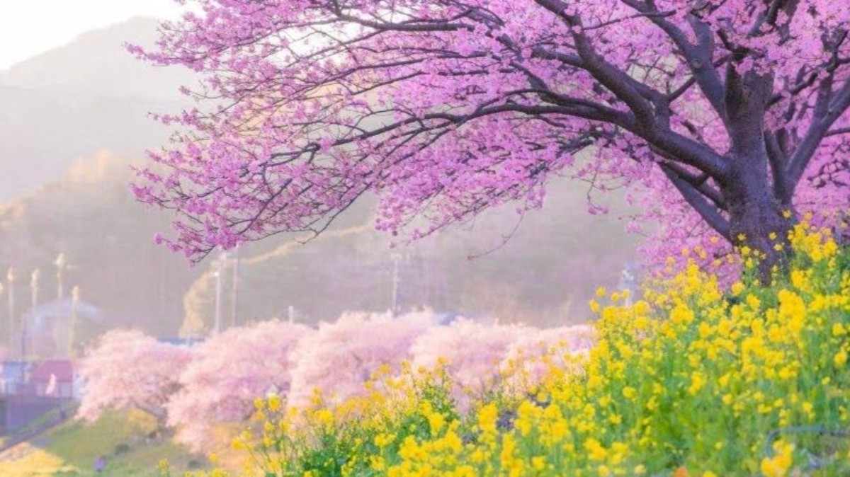 光芒工房CoubouKoubou - 24