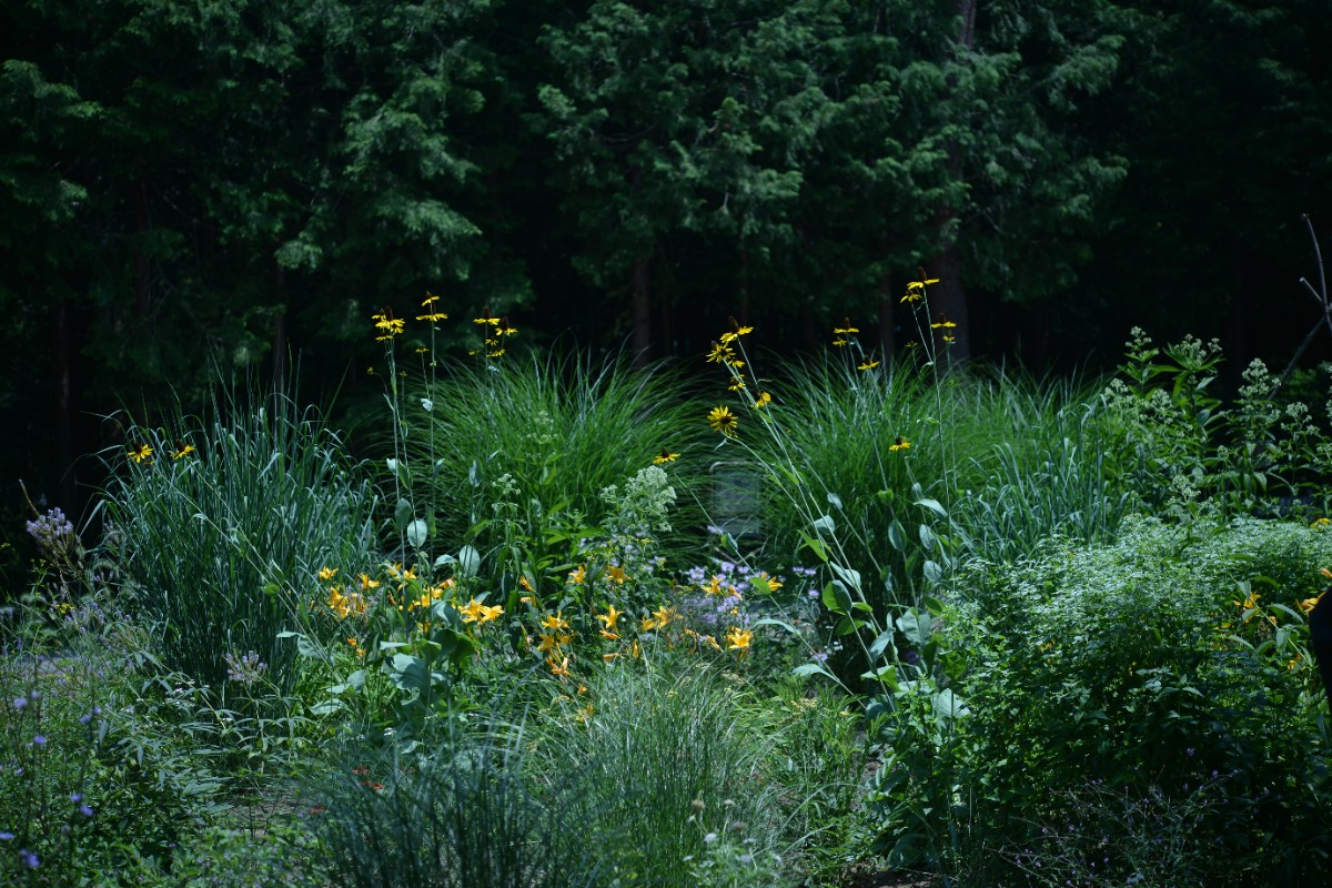 デコ・ボタニカル - 4