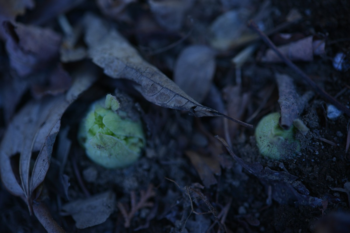 デコ・ボタニカル - 22