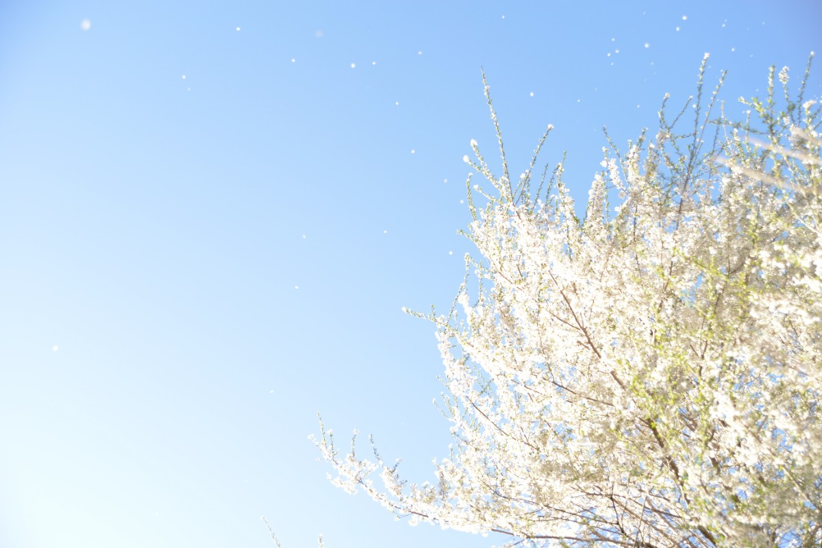 デコ・ボタニカル - 23