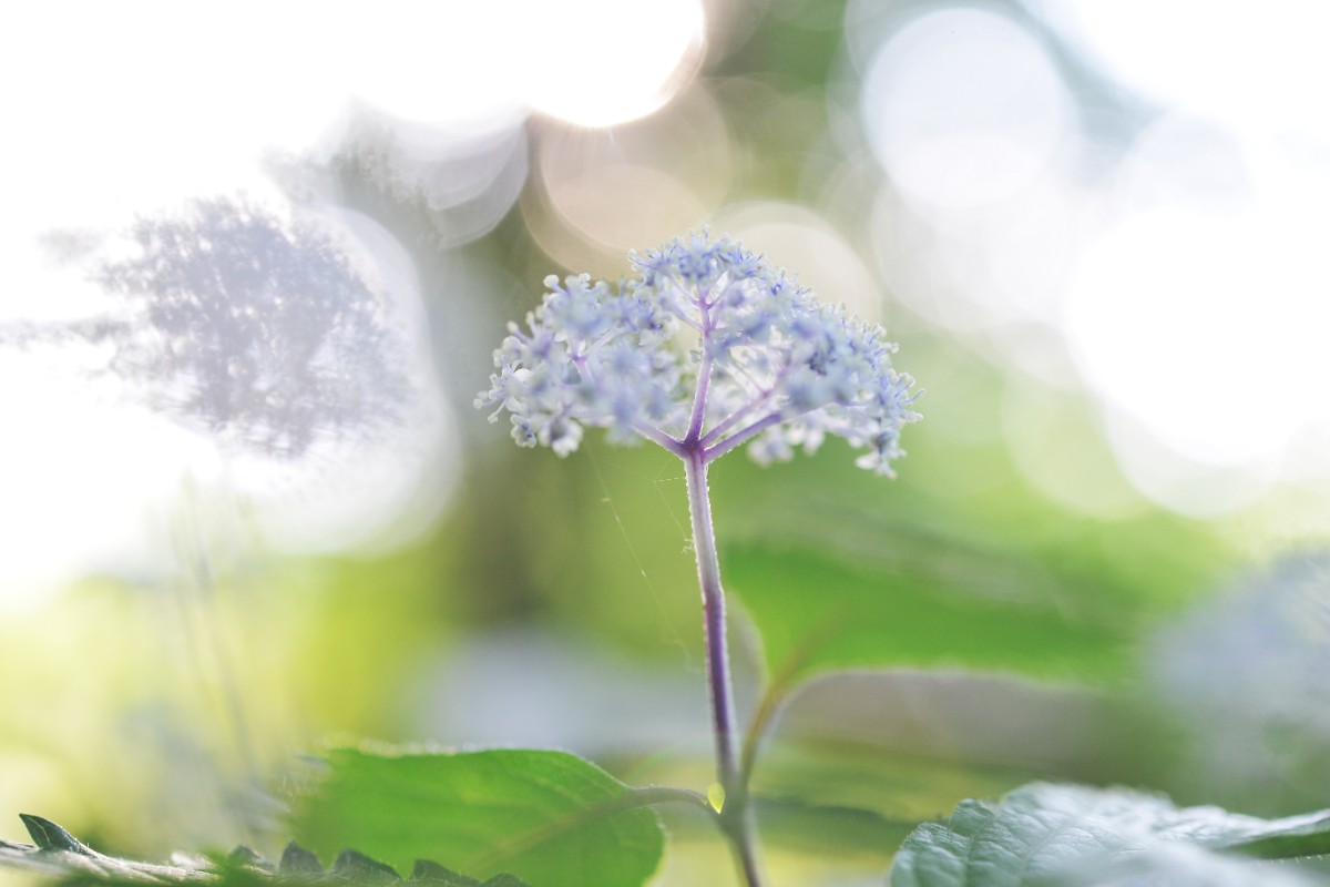 デコ・ボタニカル - 24